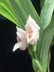 Anguloa virginalis - Cradle Orchid