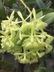 Epidendrum melistagum