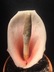 Amorphophallus bulbifer - Voodoo Lily