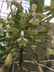 Epidendrum cristatum - Comb Epidendrum