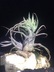 Tillandsia pruinosa - Fuzzywuzzy Airplant
