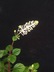 Peperomia fraseri - Flowering Peperomia Mignonette Peperomia Flowering Pepper