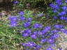 Lobelia 'Regatta Marine Blue' - Trailing Lobelia
