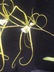 Brassia verrucosa - Spider Orchid
