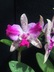Cattleya grex Penny Kuroda 'Spots'