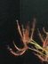 Drosera binata ssp. dichotoma