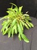 Begonia herbacea