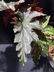 Begonia 'Pink Spot Lucerne' - Begonia