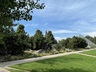 Bristlecone Border