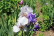 Ann Montague's Iris and Daylily Garden