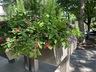 Trough Planters in Sensory Garden