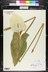 Zantedeschia aethiopica - Calla Lily African Lily Lily Of The Nile