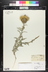 Cirsium canescens - Prairie Thistle