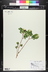 Iresine herbstii 'Aureoreticulata' - Beef Plant Beefsteak Plant Chicken Gizzard