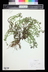 Veronica fruticans - Rock Speedwell Woody-Stem Speedwell