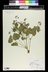 Erodium trifolium - Stork's Bill