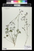 Pelargonium sidoides - Cranesbill