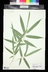 Phyllostachys bissetii - David Bissett Bamboo Bamboo