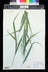 Hakonechloa macra - Japanese Forest Grass Hakone Grass
