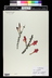 Columnea microphylla - Small Leaved Goldfish Vine