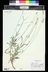 Lavandula latifolia - Broadleaf Lavender Spike Lavender