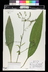 Lindelofia longiflora - Eastern Gromwell