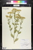 Tanacetum balsamita - Costmary Camphor Daisy