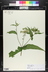 Eupatorium perfoliatum - Boneset