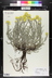 Helichrysum thianschanicum - Silver Spike Licorice Plant Curry Plant