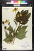 Rudbeckia laciniata 'Herbstsonne' [sold as Autumn Sun] - Cutleaf Coneflower