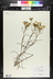 Senecio spartioides - Broom Groundsel Broom-Like Ragwort Broomlike Ragwort