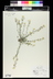 Physaria parviflora - Picenace Bladderpod