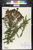 Symphyotrichum novae-angliae - New England Aster Michaelmas Daisy New England Daisy