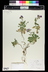 Arabis x arendsii 'Compinkie' - Rock Cress