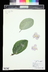 Kaempferia pulchra 'Silver Spot'