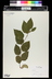Betula nigra - River Birch Red Birch Betula nigra - River Birch Red Birch