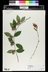 Betula alleghaniensis - Yellow Birch