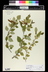 Betula maximowicziana - Monarch Birch