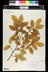 Carpinus betulus 'Fastigiata' - Upright European Hornbeam