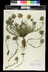 Edraianthus dalmaticus - Grassy Bellflower