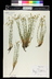 Minuartia laricifolia - Larch Leaf Sandwort