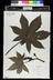 Ricinus communis 'Sanguineus' - Red Castor Bean