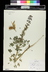 Lupinus succulentus - Arroyo Lupine Hollowleaf Annual Lupine