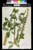 Thermopsis villosa - Aaron's Rod Carolina Lupine