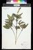 Ocimum basilicum - Basil Sweet Basil