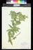 Pycnanthemum muticum - Mountain Mint Clustered Mountainmint
