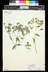Pycnanthemum virginianum - Virginia Mountain Mint