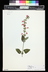 Salvia coccinea - Scarlet Sage Texas Sage
