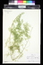 Asparagus densiflorus (Sprengeri Group) - Asparagus Fern Emerald Fern