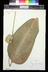 Maranta sp.
